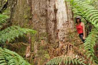 giant tree before logging